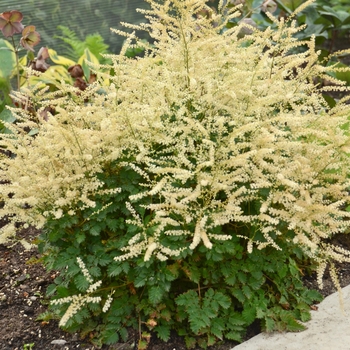 Aruncus 'Chantilly Lace' - Dwarf Goat's Beard