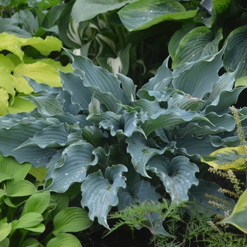 Hosta ''Waterslide'' PPAF (Hosta, Plantain Lily) - Shadowland® Waterslide