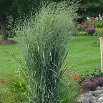 Panicum virgatum - Prairie Winds® 'Totem Pole'