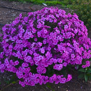 Phlox hybrid - 'Cloudburst'