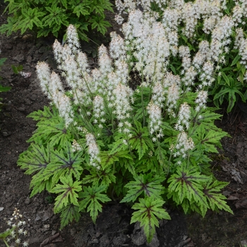 Tiarella - 'Cutting Edge' Foamflower