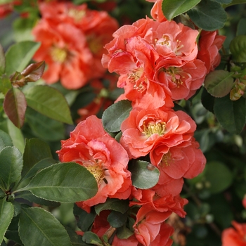 Chaenomeles speciosa - Double Take® Peach