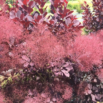 Cotinus coggygria - Winecraft Black®