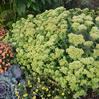 Sedum hybrid - Rock 'N Grow® 'Lemonjade'