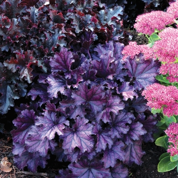 Heuchera 'Forever Purple' - Coral Bells