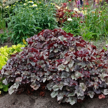 Heuchera 'Northern Exposure Silver' - Coral Bells