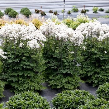 Thalictrum aquilegifolium 'Nimbus White' - Meadow Rue
