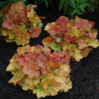 Heuchera 'Northern Exposure Amber' - Coral Bells