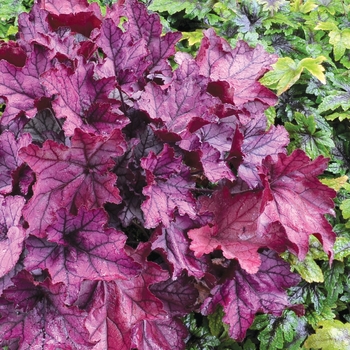 Heuchera 'Spellbound' - Coral Bells