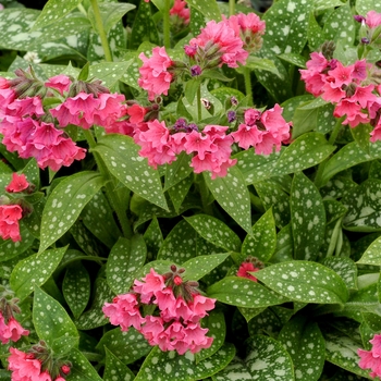 Pulmonaria 'Shrimps on the Barbie' - 'Shrimps on the Barbie' Lungwort