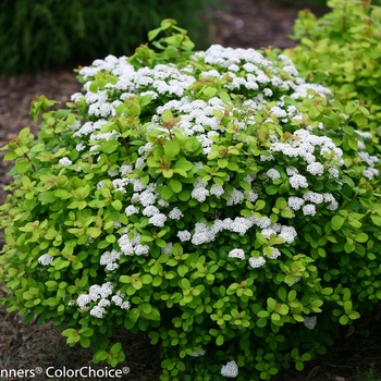Spiraea betulifolia - Glow Girl®