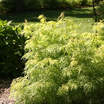 Sambucus racemosa 'Lemony Lace' - Elderberry