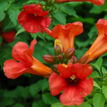 Campsis x tagliabuana - Indian Summer Trumper Vine