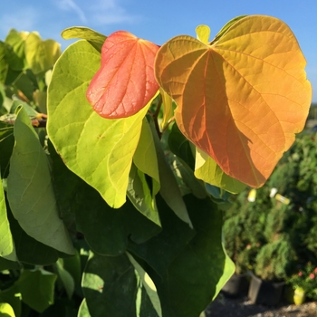 Cercis canadensis 'The Rising Sun' - Redbud