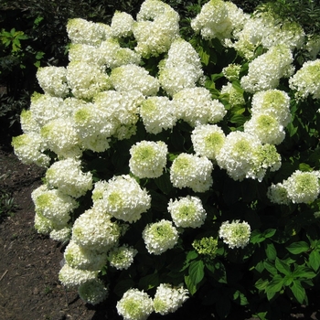 Hydrangea paniculata - Low Tide- 'Silver Dollar'