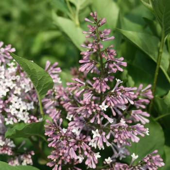 Syringa patula 'Miss Kim ' - Miss Kim Lilac