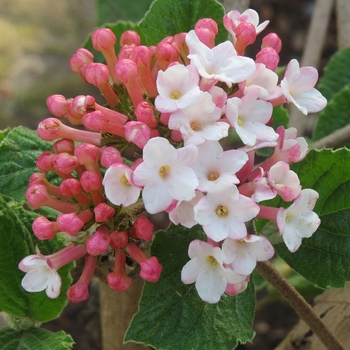 Viburnum carlesii - Sugar n' Spice™ 