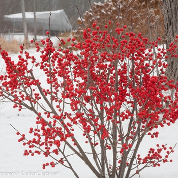 Ilex verticillata 'FARROWBPOP' PP25835, Can 5286 - Berry Poppins® Winterberry