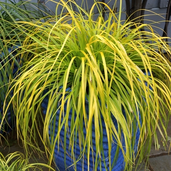 Carex oshimensis - EverColor® 'Everillo' 