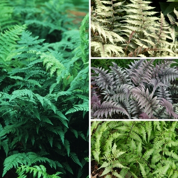 Athyrium Multiple Varieties - Wood Fern 