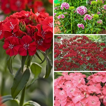 Dianthus barbatus - 'Multiple Varieties' Sweet William