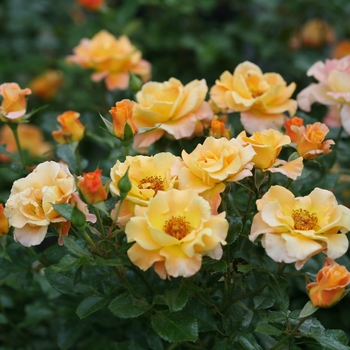 Rosa 'Chewgewest' PP31005, CPBRAF - Sunorita® Rose