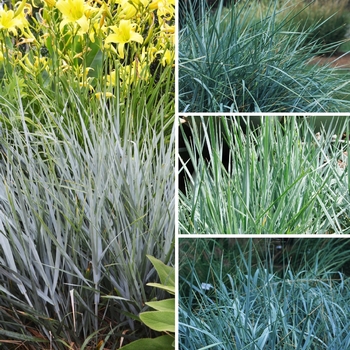 Leymus Multiple Varieties - Blue Lyme Grass
