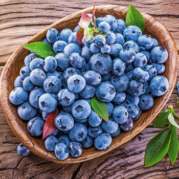 Vaccinium corymbosum 'Blueray' - Blueray Blueberry