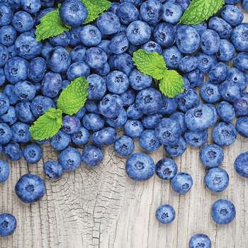 Blueberry 'Jersey' - Jersey Blueberry