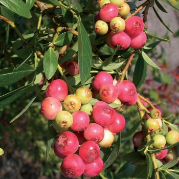 Vaccinium angustifolium 'Pink Lemonade' - Pink Lemonade Blueberry