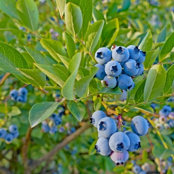 Vaccinium ang. Top Hat' - 'Top Hat' Dwarf Blueberry