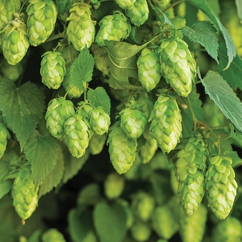 Humulus lupulus - 'Nugget' Ornamental Hop