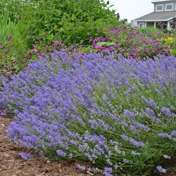 Lavandula angustifolia 'Blue Cushion' - Lavender