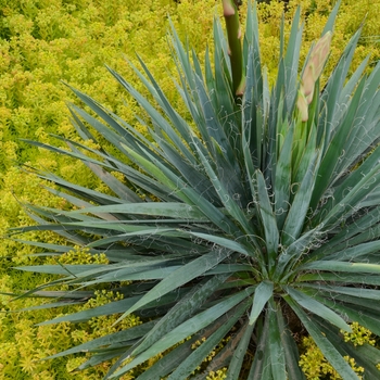 Yucca 'Excalibur' - Adam's needle