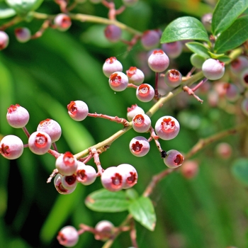 Pink Popcorn Blueberry