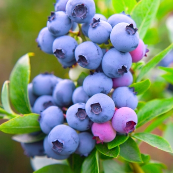Vaccinium corymbosum 'Razz' - Razz Blueberries