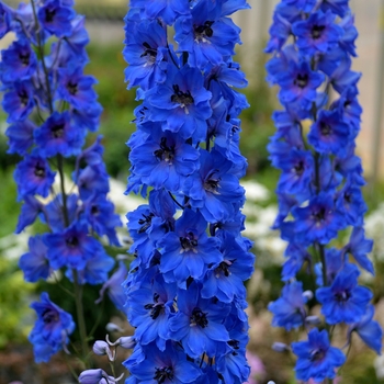 Delphinium elatum 'Million Dollar Blue' - Delphinium