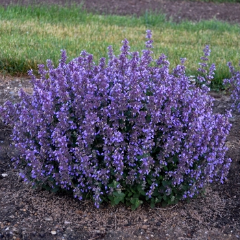 Nepeta 'Cat's Pajamas' PPAF, Can PBRAF (Catmint) - Cat's Pajamas Catmint