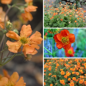 Geum - Geum