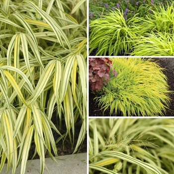 Hakonechloa Multiple Varieties - Japanese Forest Grass