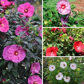 Hibiscus hybrid - Summerific® Series