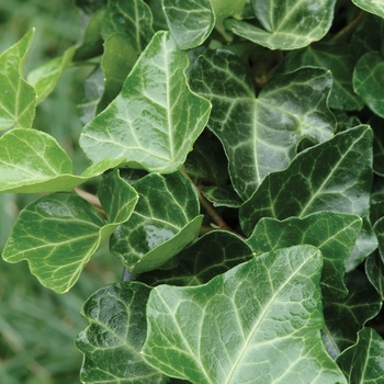 Hedera helix 'Thorndale' (English Ivy) - Thorndale English Ivy