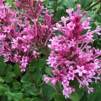 Syringa x - Bloomerang® Dwarf Pink 