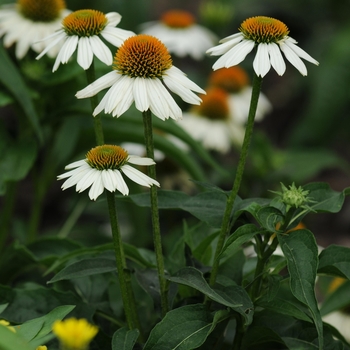 Echinacea purpurea - PowWow White 