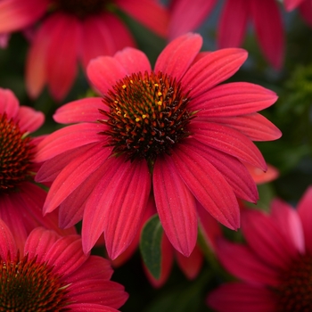 Echinacea x hybrida - Sombrero® Baja Burgundy Coneflower