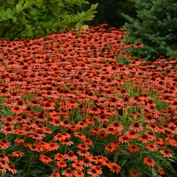 Echinacea purpurea 'Flamenco Orange' - Sombrero® Flamenco Orange Coneflower