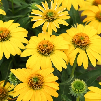 Echinacea 'Sombrero™ Lemon Yellow' - Coneflower