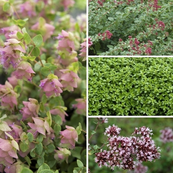 Oregano - Origanum vulgare