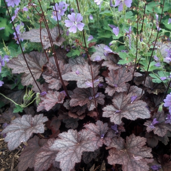 Heuchera hybrid - 'Plum Pudding' Coral Bell