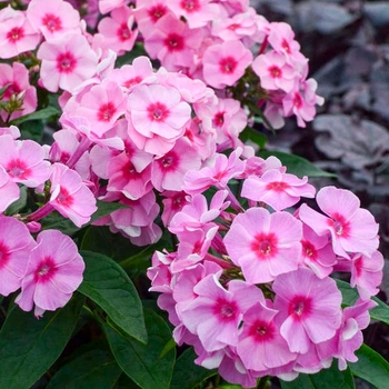 Phlox paniculata - Early Pink Dark Eye Garden Phlox